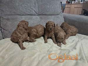 Crvena toj pudla ( Toy Poodle )